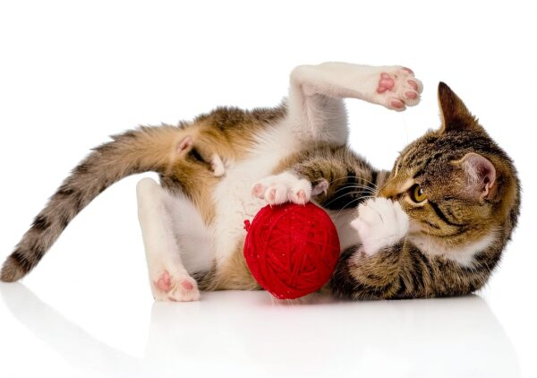 From The Field Catnip Fine Ground Cut Pet Supplies-2