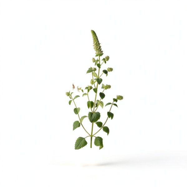 Catnip Spray ShopSense Natural Play Enhancer-1