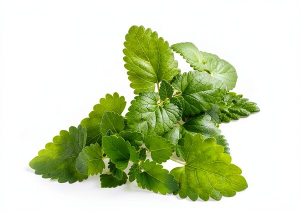YWAOOH Catnip Powder 45g Low Temp Leaf Only-3