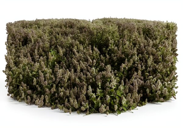 Catnip Fresh Potent From The Field Green Multiple Sizes 1 to 10 OZ-6