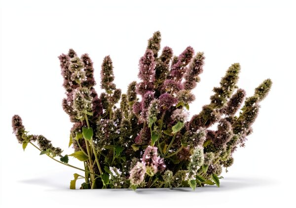 Catnip Fresh Potent From The Field Green Multiple Sizes 1 to 10 OZ-5