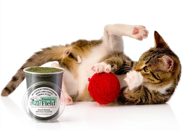 Catnip From The Field Green 3.5 Oz Medium Pack Fresh Potent Non Toxic-2